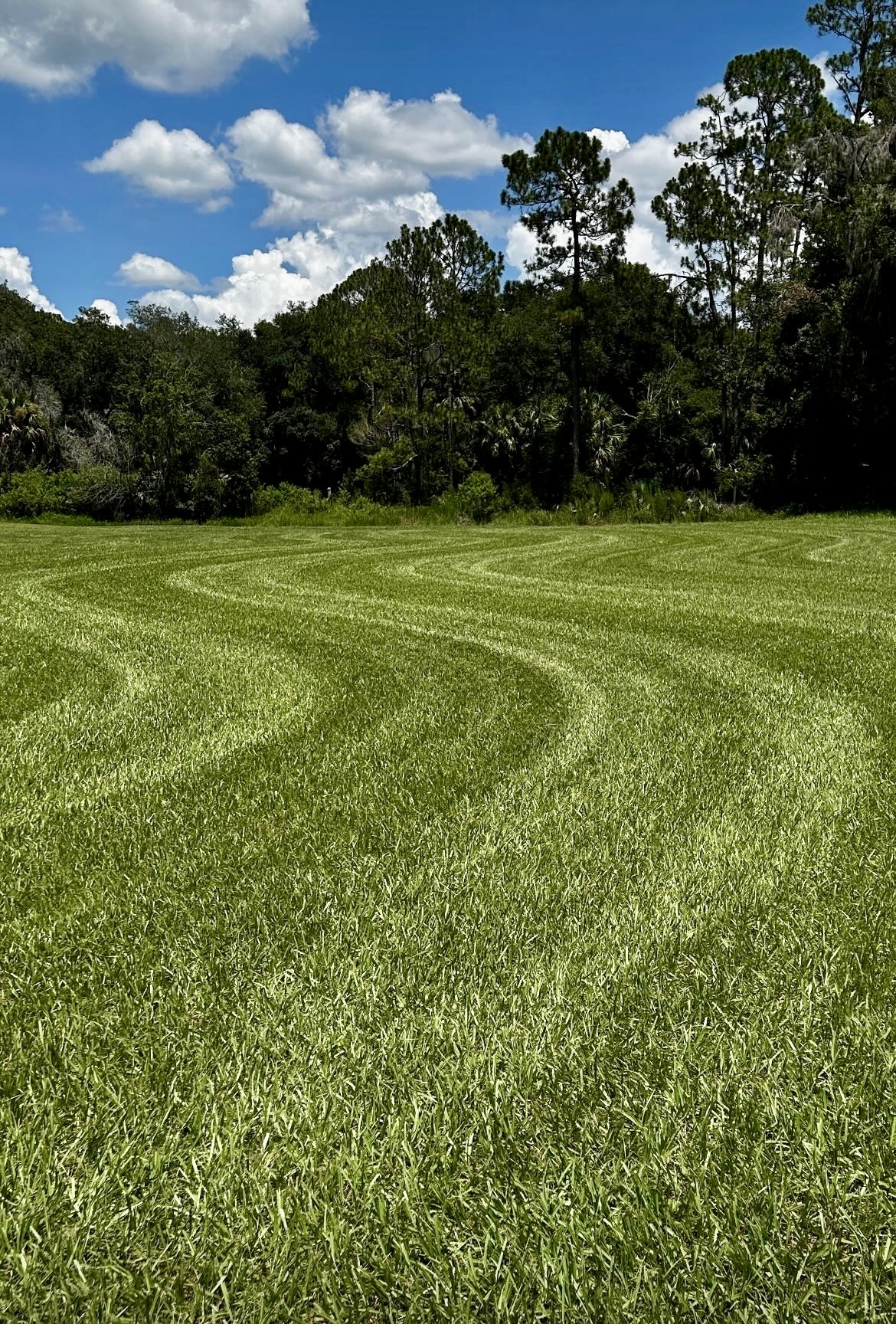 Freshly mowed lawn in Lake Mary FL